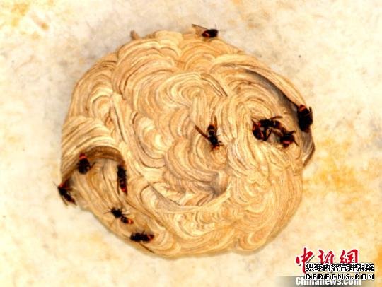 一工地现足球大小马蜂窝消防员套袋摘巢除患